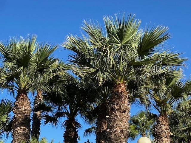 Casa rural para 4 personas, con vistas además de jardín y piscina en Mazarrón - 4