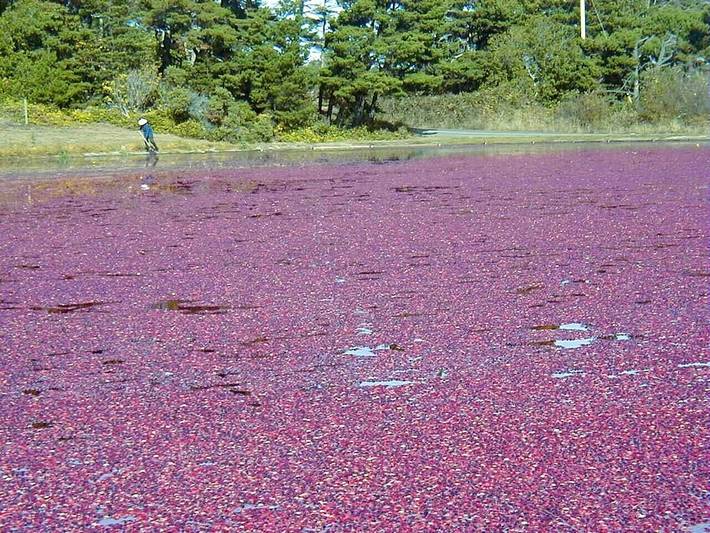 Vacation rental for 4 people, with yard in Bandon (Oregon)