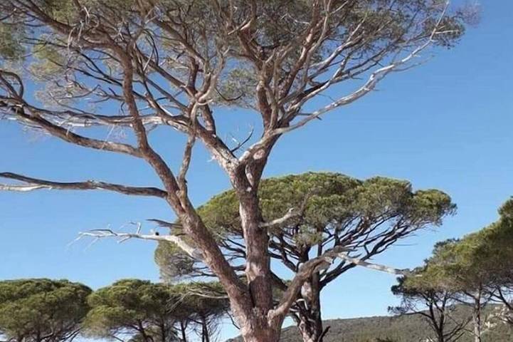 Location de vacances pour 6 personnes, avec balcon et jardin, animaux acceptés dans Plage de la Palombaggia