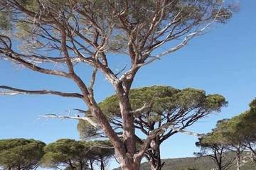Location de vacances pour 6 personnes, avec balcon et jardin, animaux acceptés dans Plage de la Palombaggia