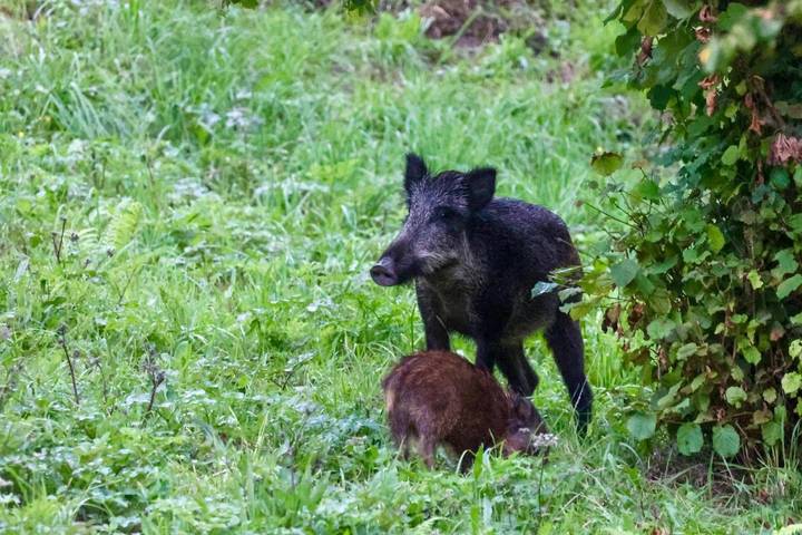 Gîte pour 4 personnes, avec jardin et vue à Ea - 4