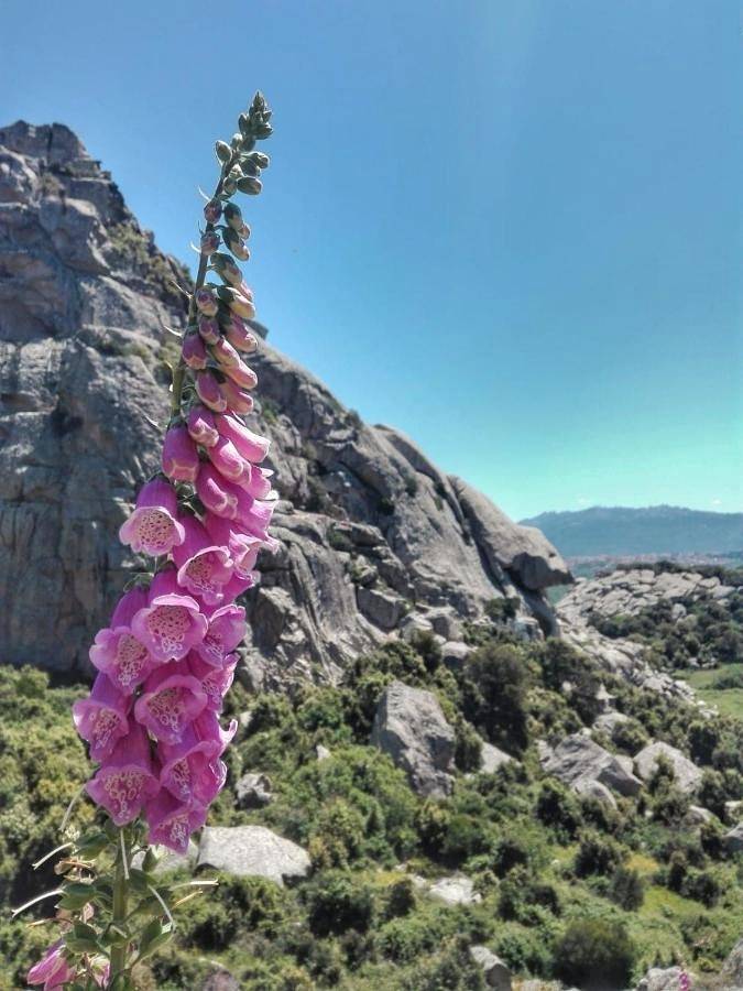 Location de vacances pour 3 personnes, avec vue et jardin, animaux acceptés à Tempio Pausania - 2