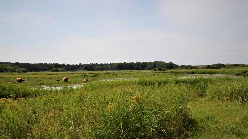 Ferienhaus für 3 Personen, mit Sauna in Den Helder - 4