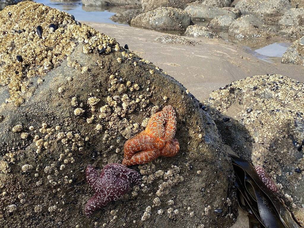 Pet friendly close to beach and gazebo with fireplace in Neahkahnie Beach, Tillamook County
