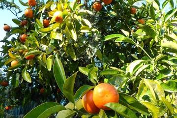 Cottage for 6 People in Tasman (New Zealand), New Zealand, Photo 4