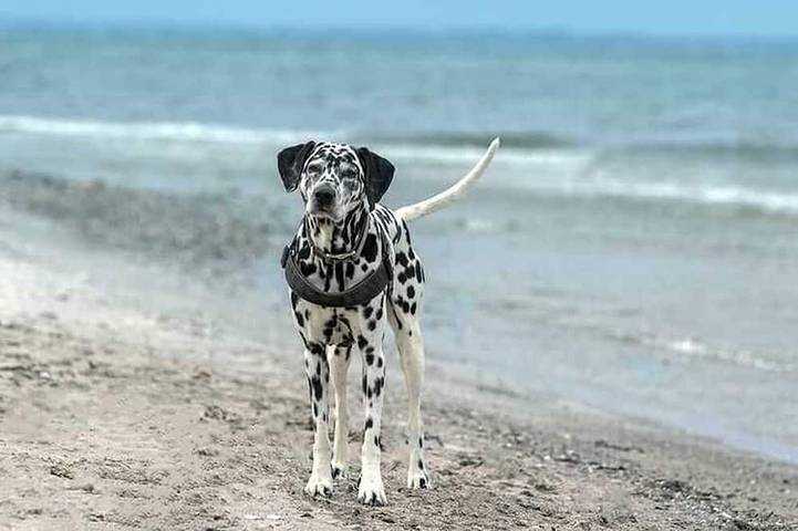 Ferienhaus für 6 Personen, mit Terrasse und Garten in Dollerup - 2
