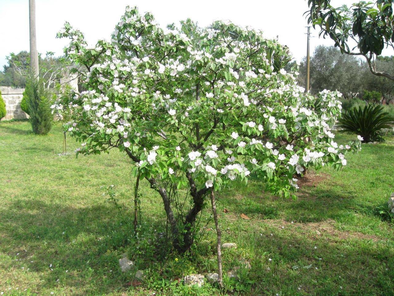 Villa Rita Bed & Breakfast in Campi Salentina, Lecce Provinz