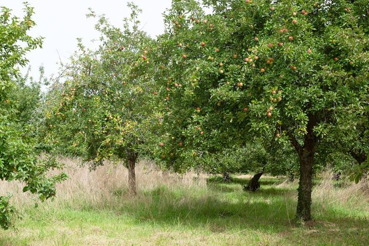 Ferienhaus für 7 Personen, mit Garten im Morbihan