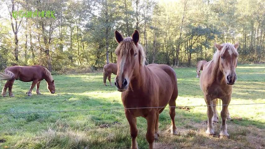 Camping für 4 Personen, mit Terrasse, mit Haustier in Niedersachsen - 3