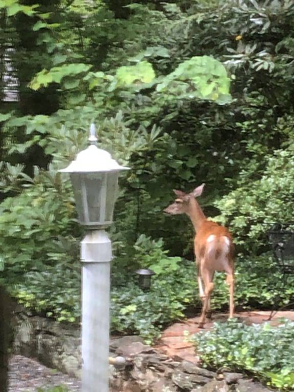 Tryon Historic Cottage renoviert / romantische Extras! in Tryon, Polk County NC