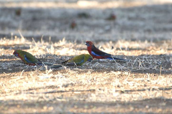 Holiday home for 2 people, with terrace in Kangaroo Island