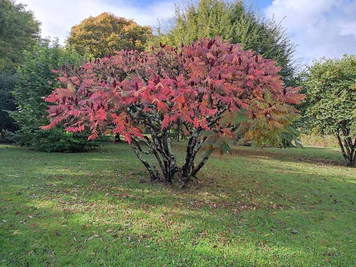 Location de vacances pour 11 personnes, avec terrasse et piscine à Saint-Germain-sur-Vienne - 4