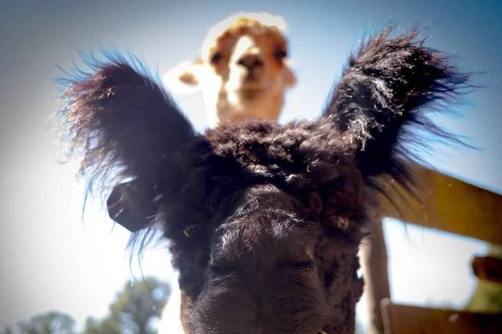 Gîte pour 4 personnes, avec jardin à Mellionnec