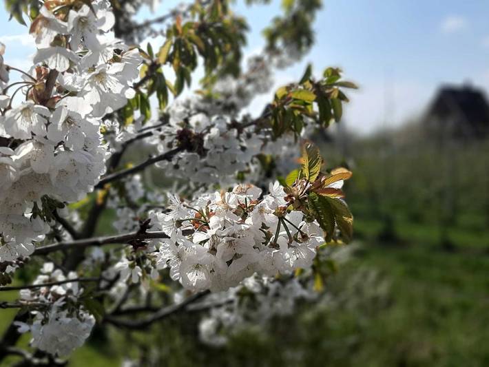 Ferienwohnung für 5 Personen, mit Ausblick und Balkon in Hollern-Twielenfleth - 3