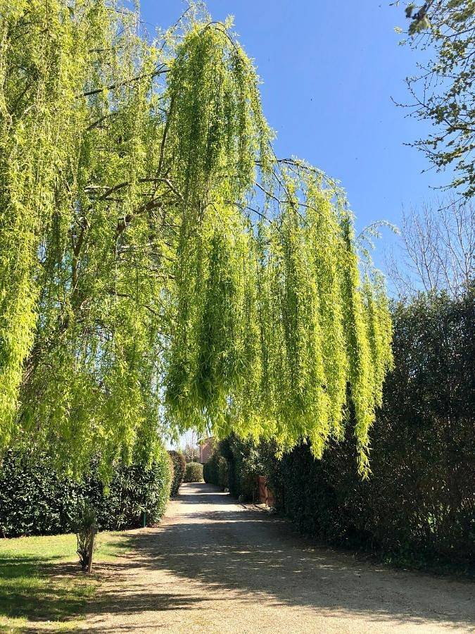 Location de vacances pour 3 personnes, avec jardin, animaux acceptés à Vecchiano