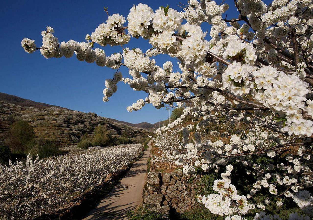 Casa Rural Arbequina - Naturaleza y Calma en el Valle del Ambroz in Casas del Monte, Provincia de Cáceres