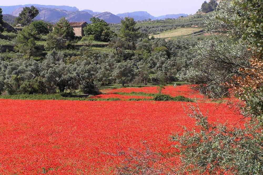 Apartamento entero, Apartamento Azul - romántico, auténtico, con mucho espacio y excelentes vistas in Torroja, Priorat