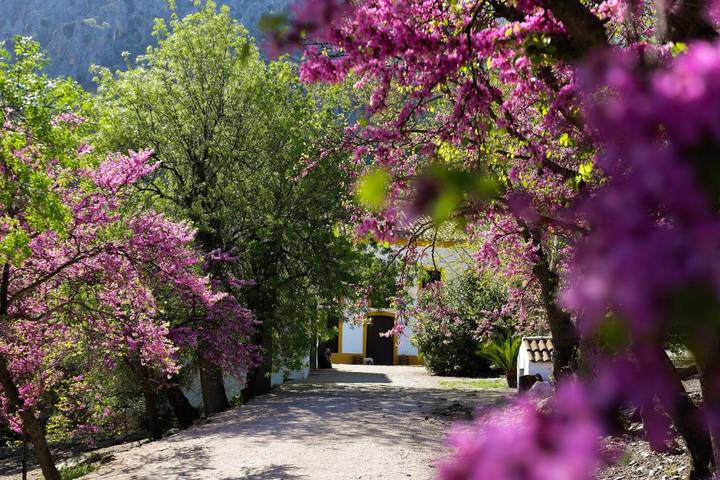 Casa rural para 6 personas, con vistas además de piscina y jardín, Se admiten mascotas en Sierra Mágina - 2