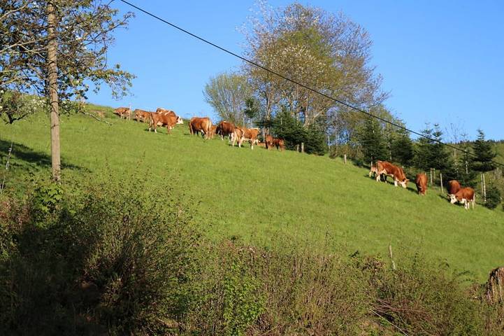 Bauernhof für 5 Personen, mit Terrasse und Garten in Schuttertal - 4