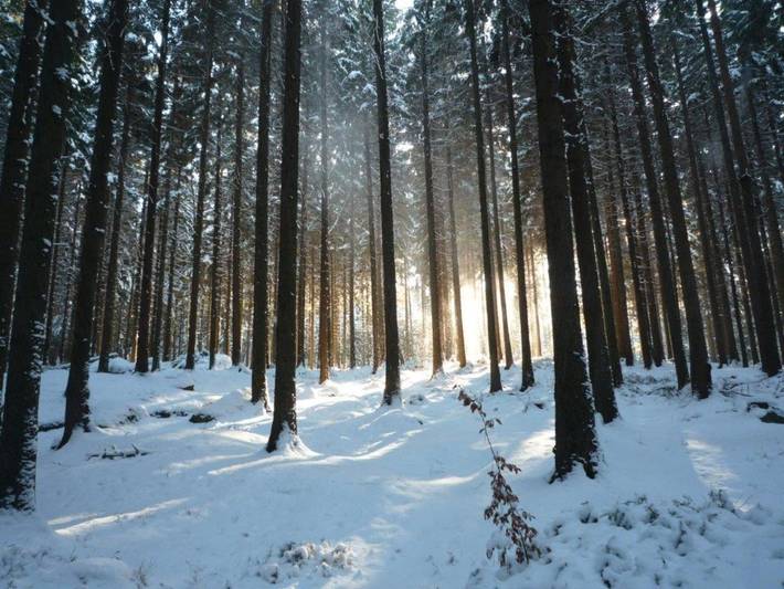 Ferienhaus für 11 Personen, mit Garten und Whirlpool, kinderfreundlich in der Oberlausitz - 4