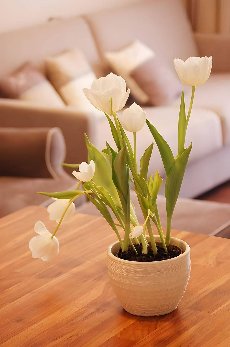 Entire apartment, Spacious Holiday Apartment with Garden View, Terrace and Fireplace in Nienhagen in Nienhagen, Rostock and Surroundings