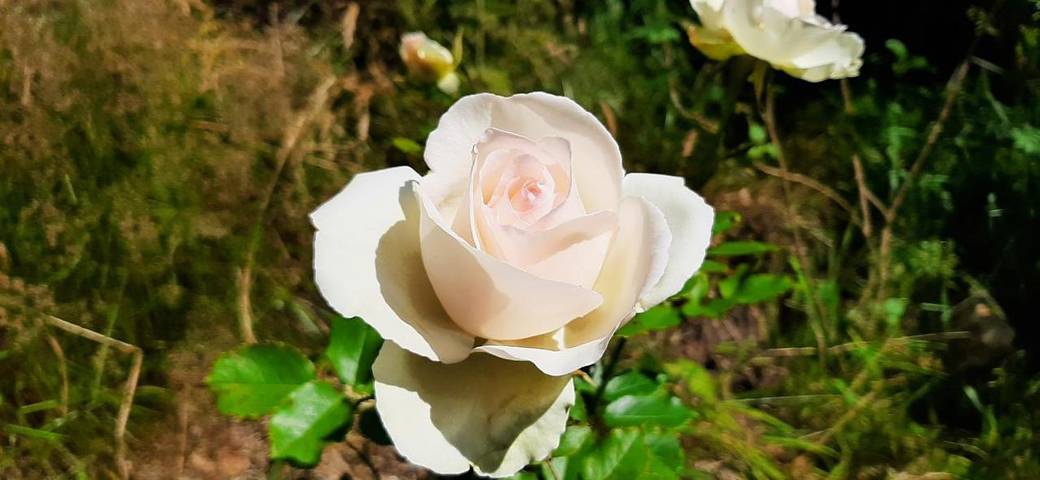 Gîte pour 5 personnes, avec vue et balcon à Berrien - 3