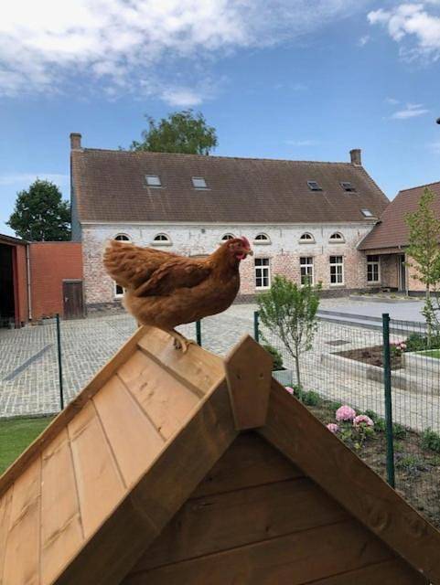 Ferienhaus für 33 Personen, mit Terrasse und Garten sowie Pool und Ausblick in Flandern - 4