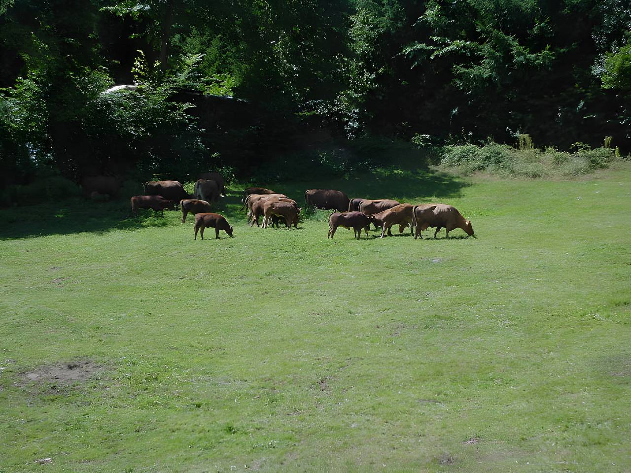 Apartamento vacacional entero, Uhlhof - Ferienwohnung Nr 2 in Hausach, Selva Negra Central