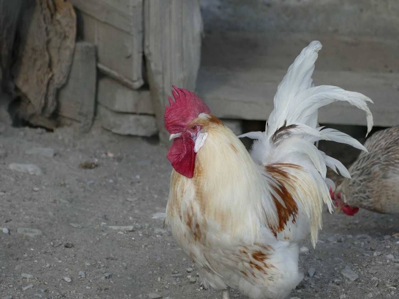Ganze Ferienwohnung, Apart Verjuna - Ferienwohnung für 2-4 Personen 1 in Pfunds, Tiroler Oberland