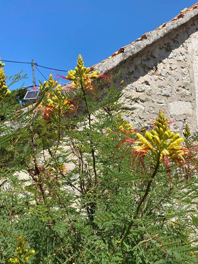 Villa rustica bougainvillea in Maslinica, Šolta