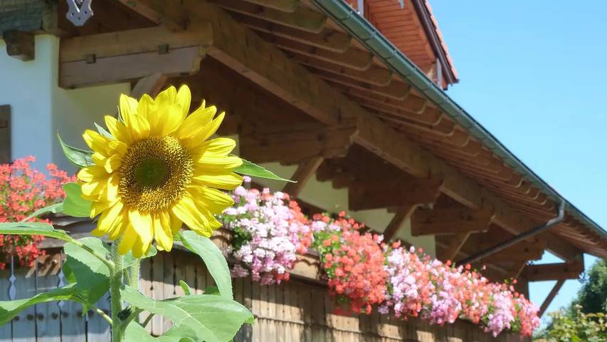 Hütte für 5 Personen, mit Balkon und Garten in Grünten - 2
