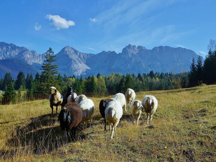 Ferienwohnung für 2 Personen, mit Balkon und Garten in den Bayerische Alpen - 3