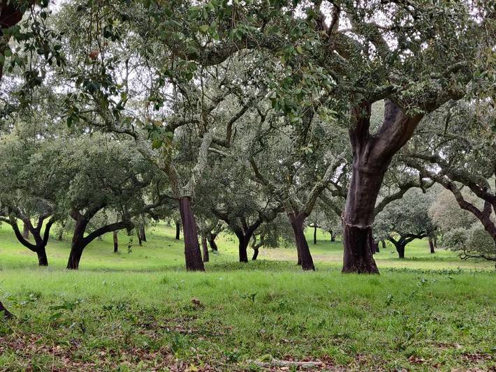 Chambre d’hôte pour 2 personnes, avec vue ainsi que piscine et jardin à Estremoz - 3