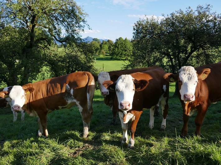 Bauernhof für 5 Personen, mit Garten und Balkon in Bayern - 4