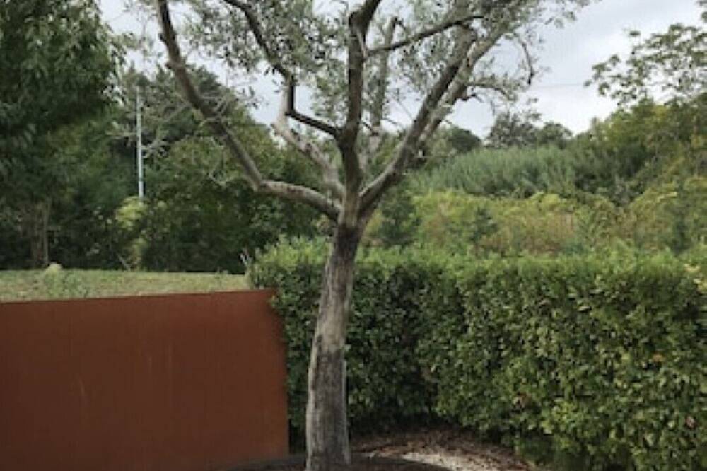 Ganze Wohnung, Casa Pietrone-Appartement in den Weinbergen, Casa Pietrone in Cupramontana, Ancona Provinz