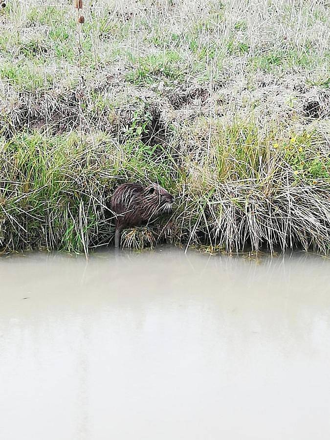 Location de vacances pour 8 personnes, avec terrasse et vue à Saint-Laurent-de-la-Prée - 4