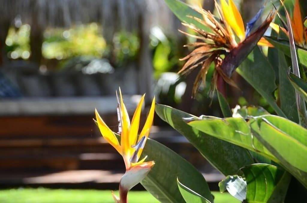 Plantage Beach Cottage in Encinitas, San Diego County