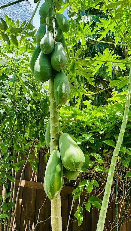 Your Private Tropical Oasis in West Palm Beach, Palm Beach County