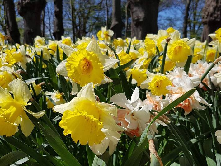 Ferienhaus für 7 Personen, mit Terrasse und Garten, mit Haustier auf Seeland - 4