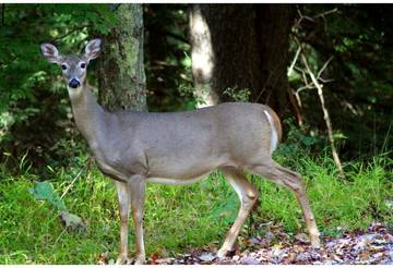 Glamping for 4 People in Stewartstown, New Hampshire, Photo 3