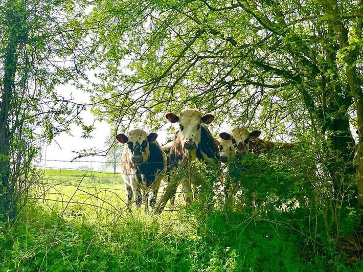 Location de vacances pour 8 personnes, avec terrasse, animaux acceptés dans Putanges-le-Lac - 3