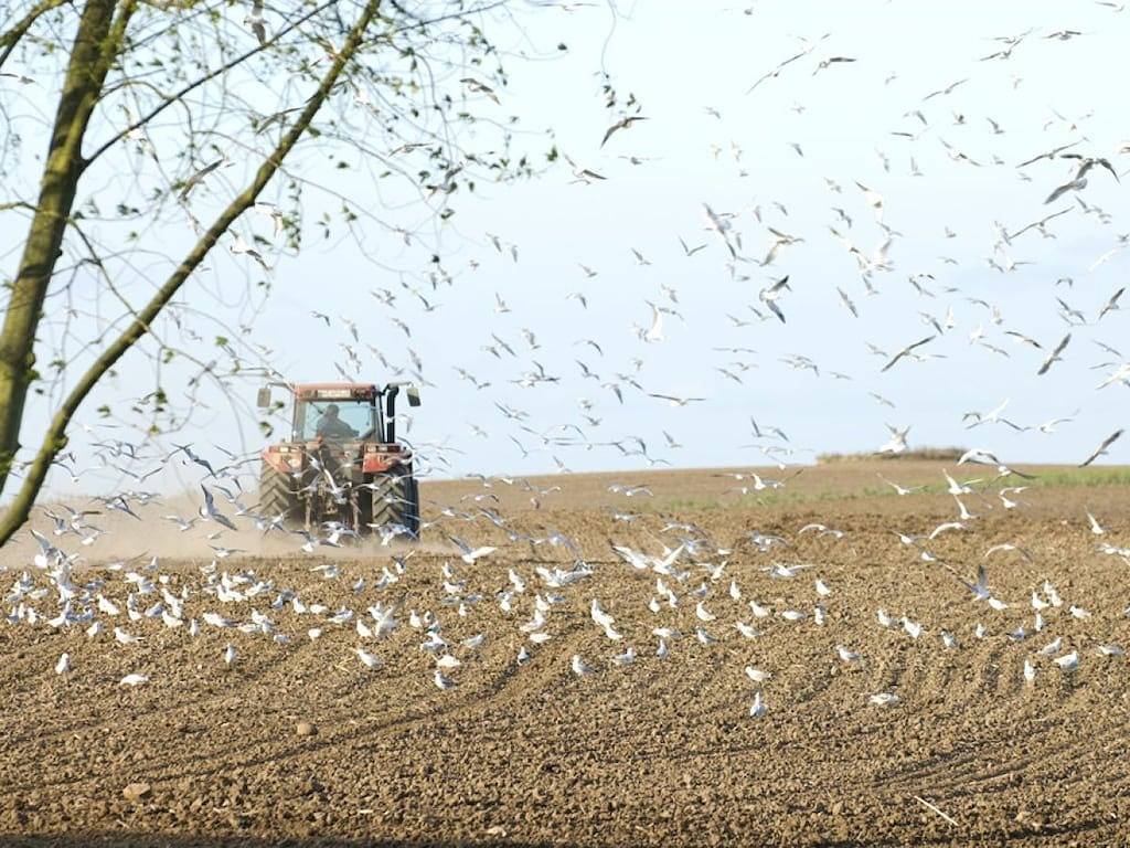 "Mathilde" auf dem Gut Friederikenhof in Wangels, Hohwachter Bucht