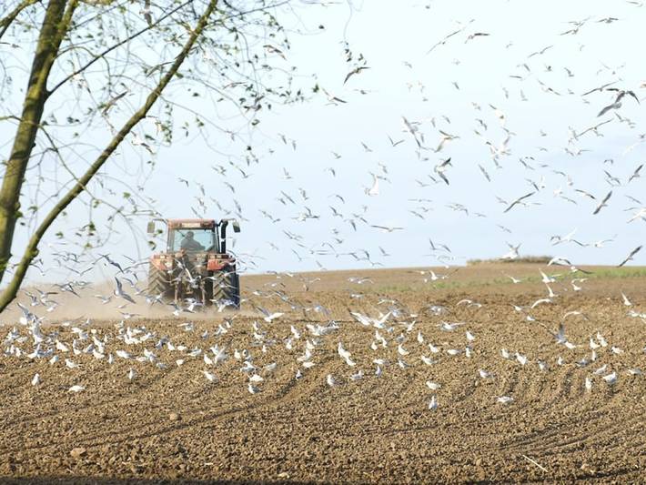 "Mathilde" auf dem Gut Friederikenhof in Wangels, Hohwachter Bucht