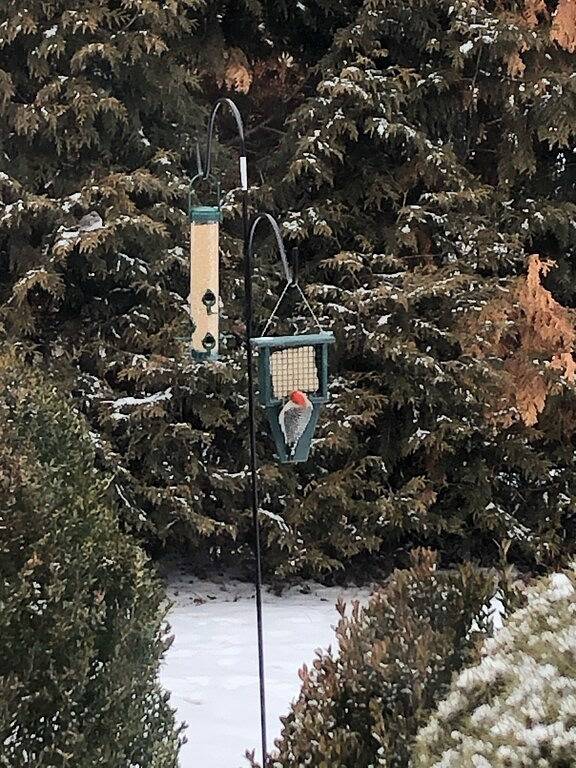 Maison d’hôte pour 9 personnes, avec jardin dans Missouri - 3