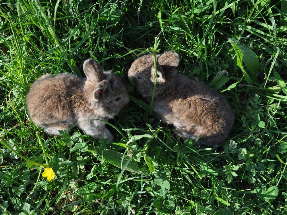 Gästehaus Schneider - Teichblick F **** in Eppishausen, Bayerisch Schwaben