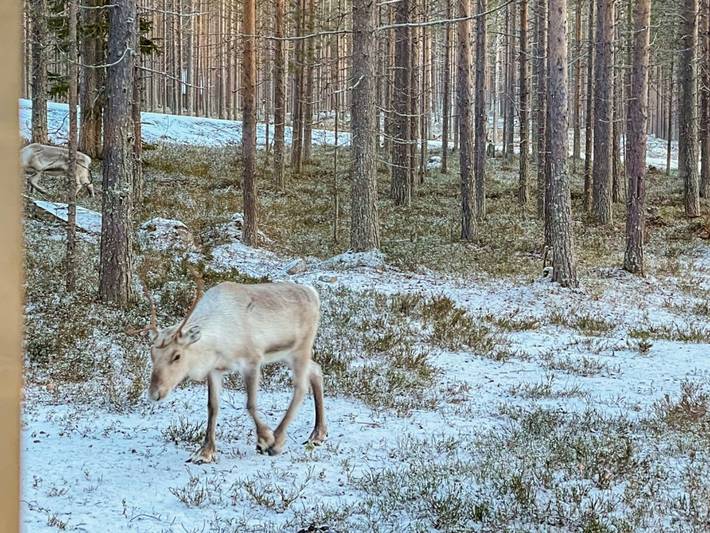 Lumomarja in Pyhä, Lappland