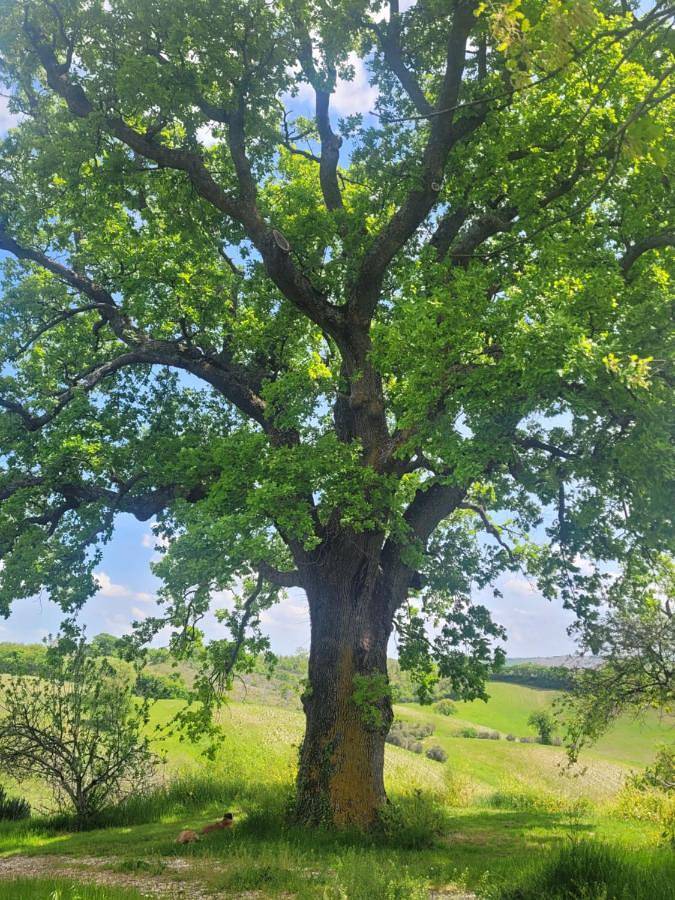 Appartement de vacances pour 3 personnes, avec vue et jardin, animaux acceptés