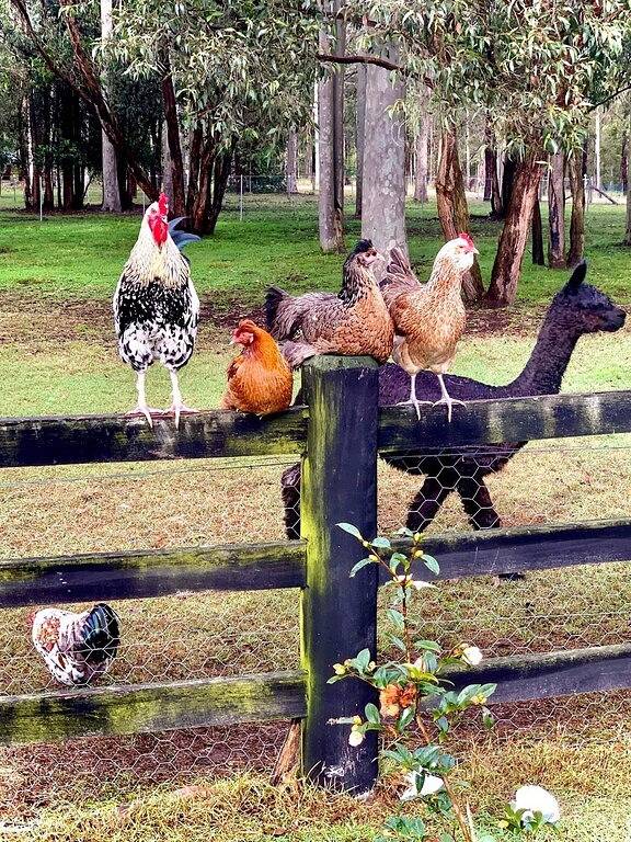 Breemiloy Homestead - Abgeschiedenes 28 Hektar großes Grundstück in Hunter Valley