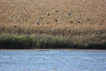 Lodge for 14 Guests in South Dakota, USA, Picture 3