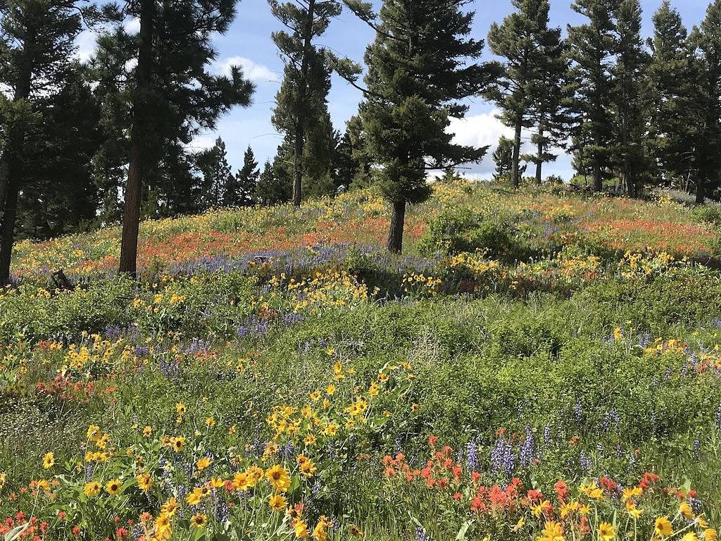 Mountain Retreat: Stunning Views, Off-Grid Luxury, Trails, Fishing, Stargazing in Lolo Nationalwald